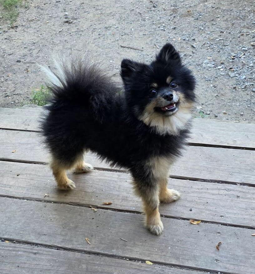 Swayze, a Adopted Pomeranian in Chester, NJ image 3/3