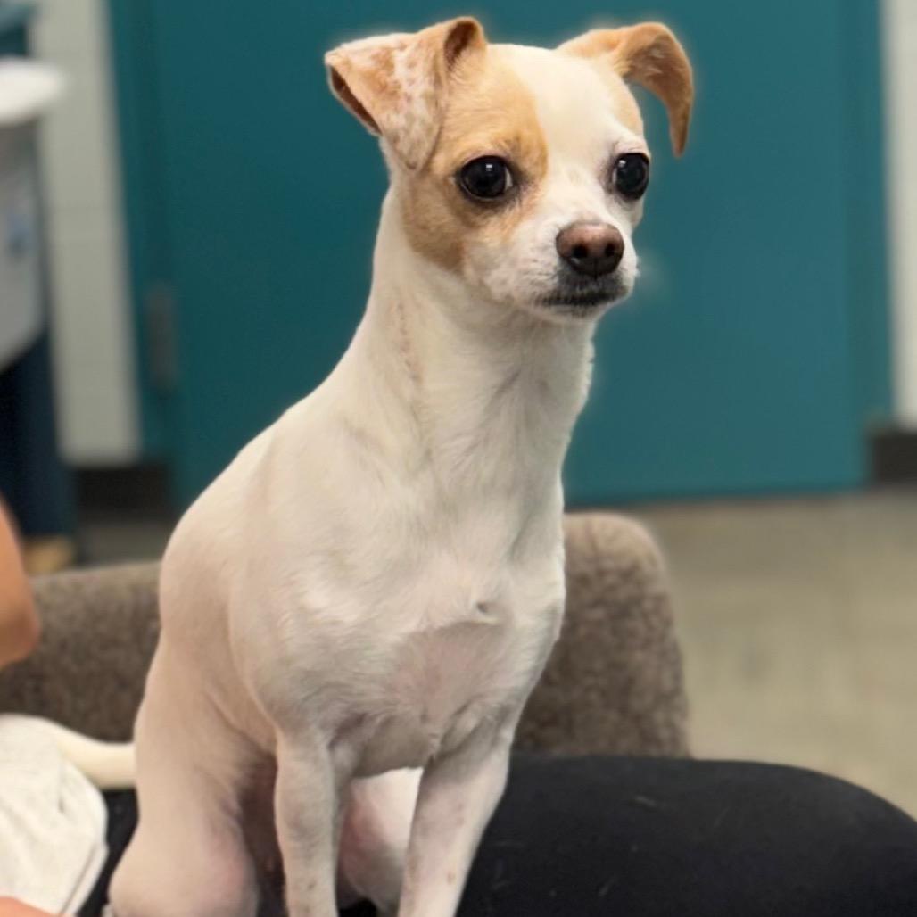 Nova, Adoptable, Adult Female Chihuahua.