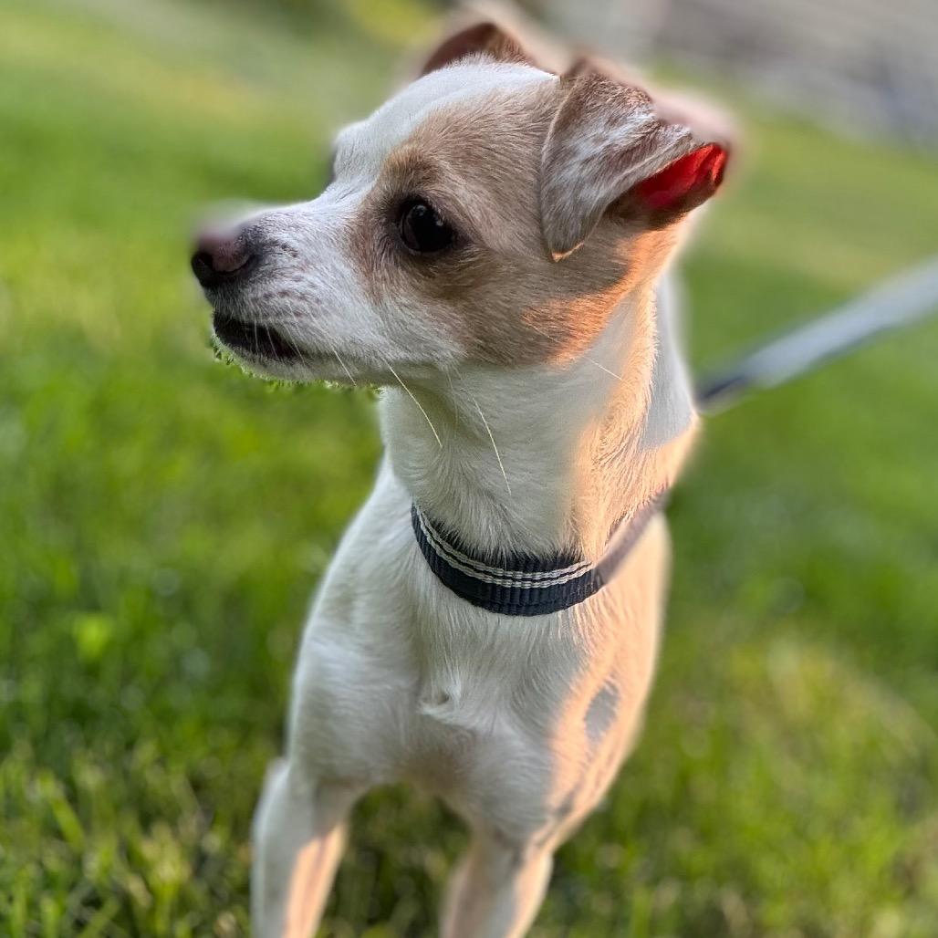Nova, a Adoptable Chihuahua in Hudson, IL image 2/4