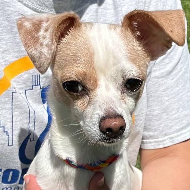Nova, a Adoptable Chihuahua in Hudson, IL image 3/4