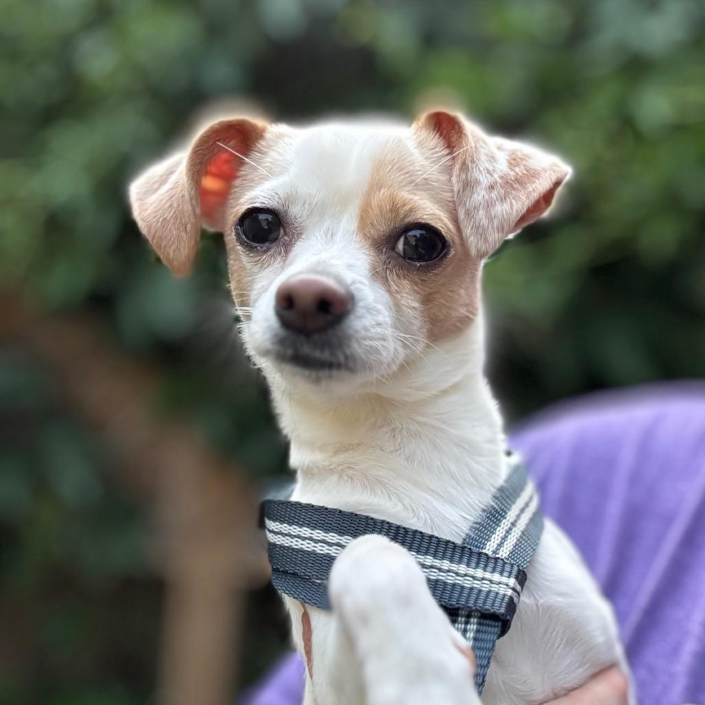 Nova, a Adoptable Chihuahua in Hudson, IL image 4/4