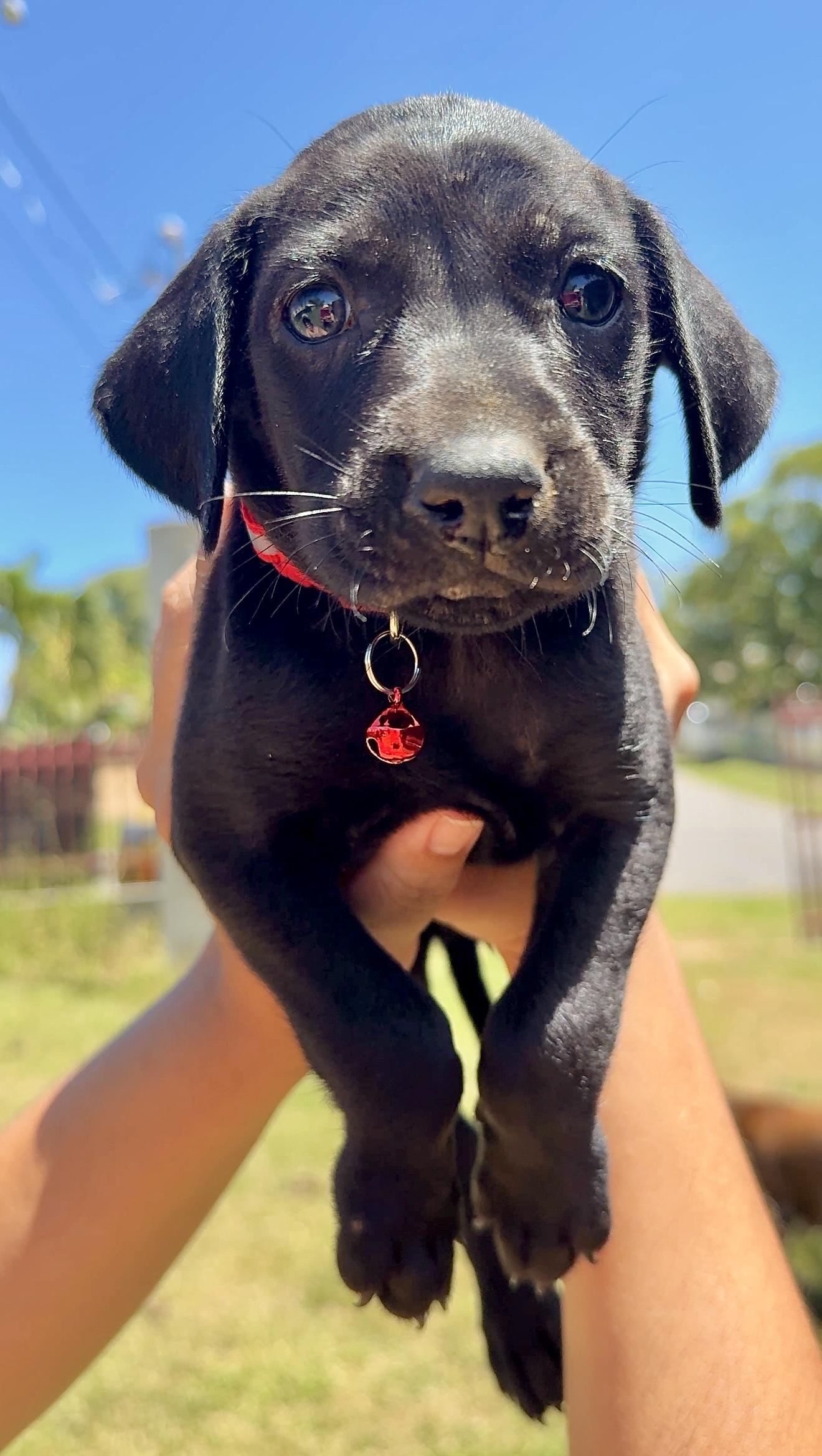 Enlarge Riley Red - Floppy Ears, loving, boy puppy - *LOW ADOPTION FEE*, an adopted mixed breed in Fort Lauderdale, FL image 4/6