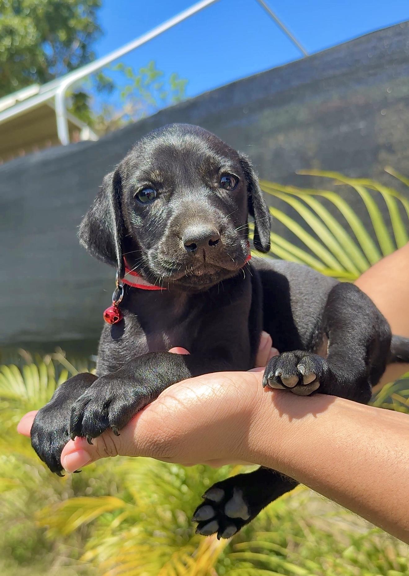Riley Red - Floppy Ears, loving, boy puppy - *LOW ADOPTION FEE*, adopted, Puppy Male Weimaraner & Labrador Retriever.