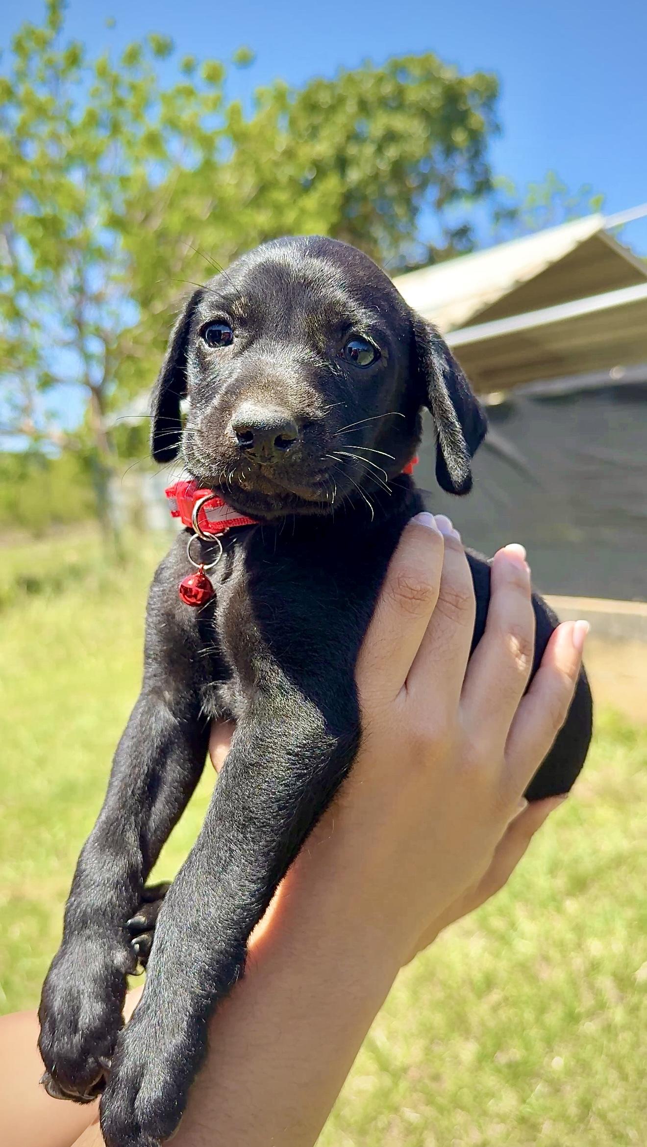 Enlarge Riley Red - Floppy Ears, loving, boy puppy - *LOW ADOPTION FEE*, an adopted mixed breed in Fort Lauderdale, FL image 6/6