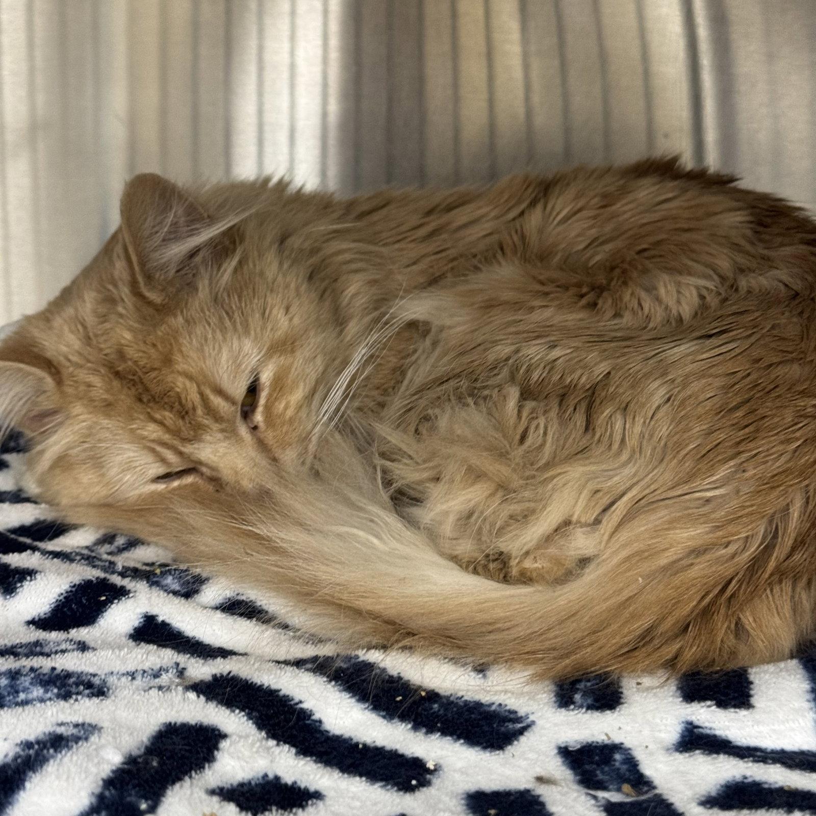 Buttercup, Adopted, Adult Male Domestic Long Hair.