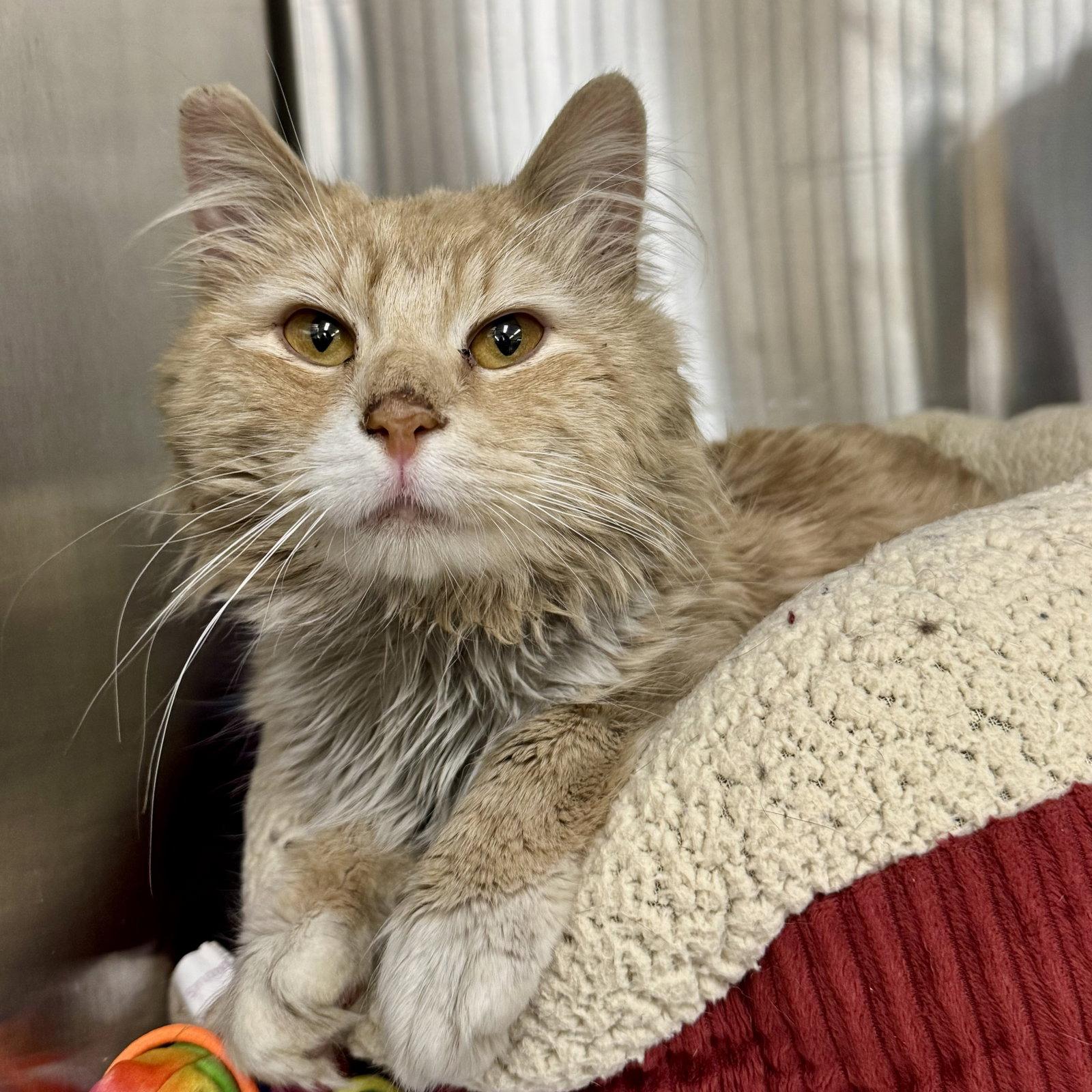 Buttercup, a Adopted Domestic Long Hair in Winchendon, MA image 3/3