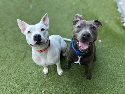 Enlarge Chaos, a Adoptable mixed breed in Gainesville, FL image 1/2