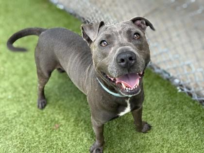 Enlarge Chaos, a Adoptable mixed breed in Gainesville, FL image 1/1