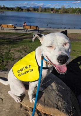 Enlarge Perla, a ADOPTABLE mixed breed in Agua Dulce, CA image 3/4