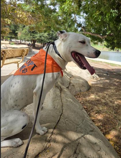 Enlarge Perla, a ADOPTABLE mixed breed in Agua Dulce, CA image 4/4