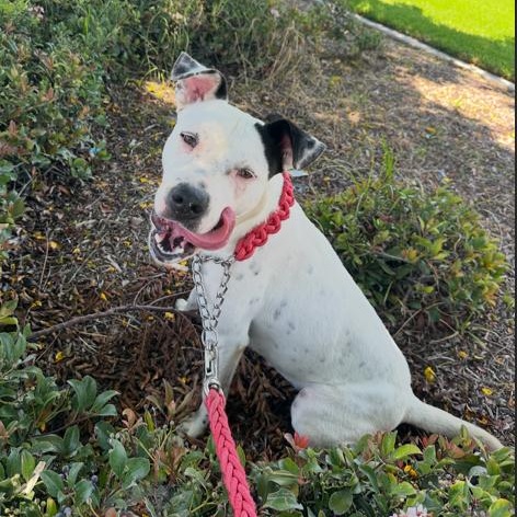 Enlarge Perla, a ADOPTABLE mixed breed in Agua Dulce, CA image 1/4