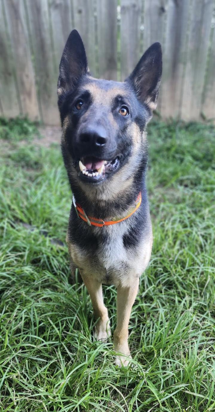 Saban, an adoptable German Shepherd Dog, Belgian Shepherd / Malinois in Birmingham, AL, 35209 | Photo Image 1