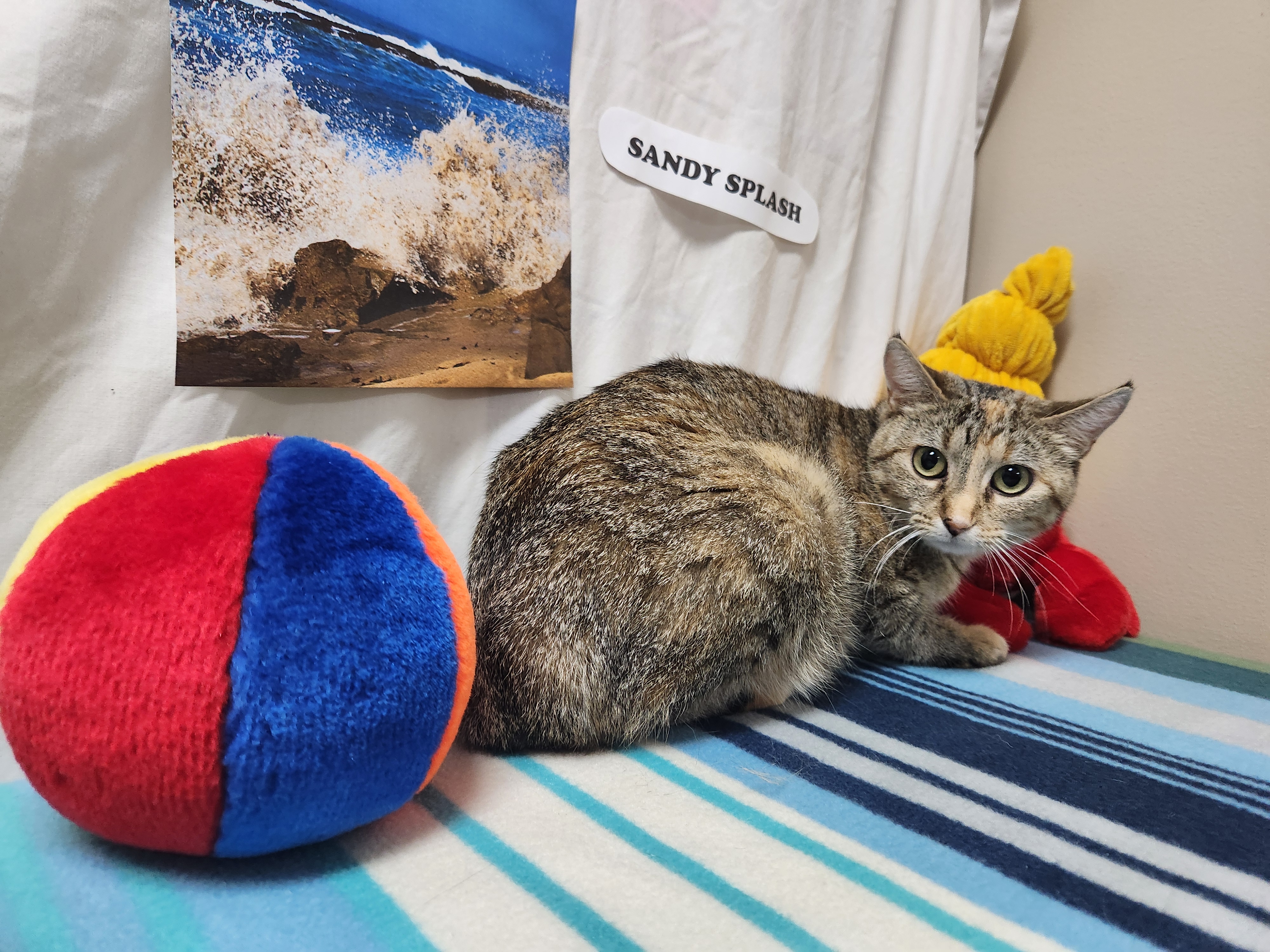 Sandy Splash, a Adoptable Domestic Short Hair in Hawk Point, MO image 1/4