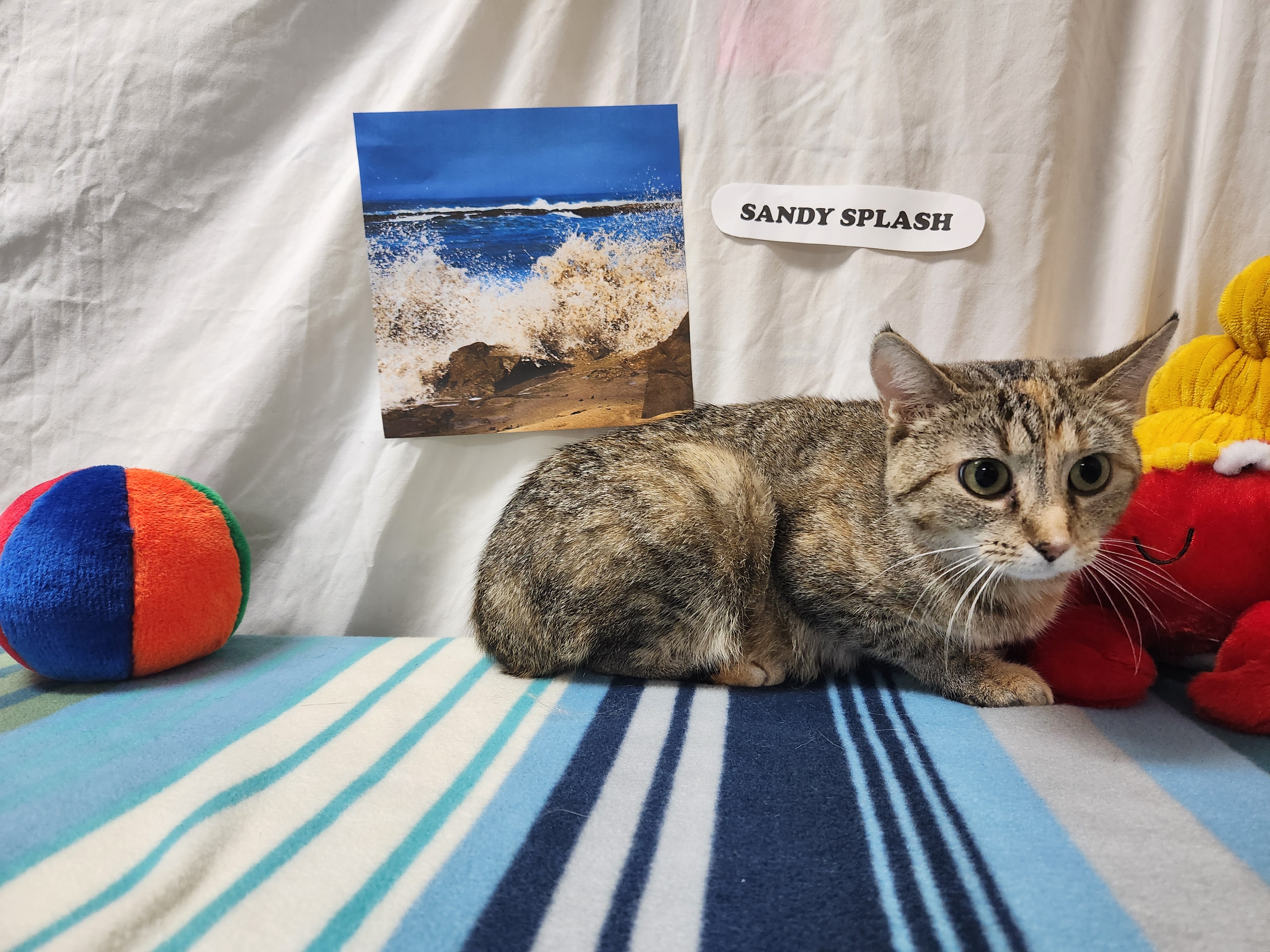 Sandy Splash, a Adoptable Domestic Short Hair in Hawk Point, MO image 2/4