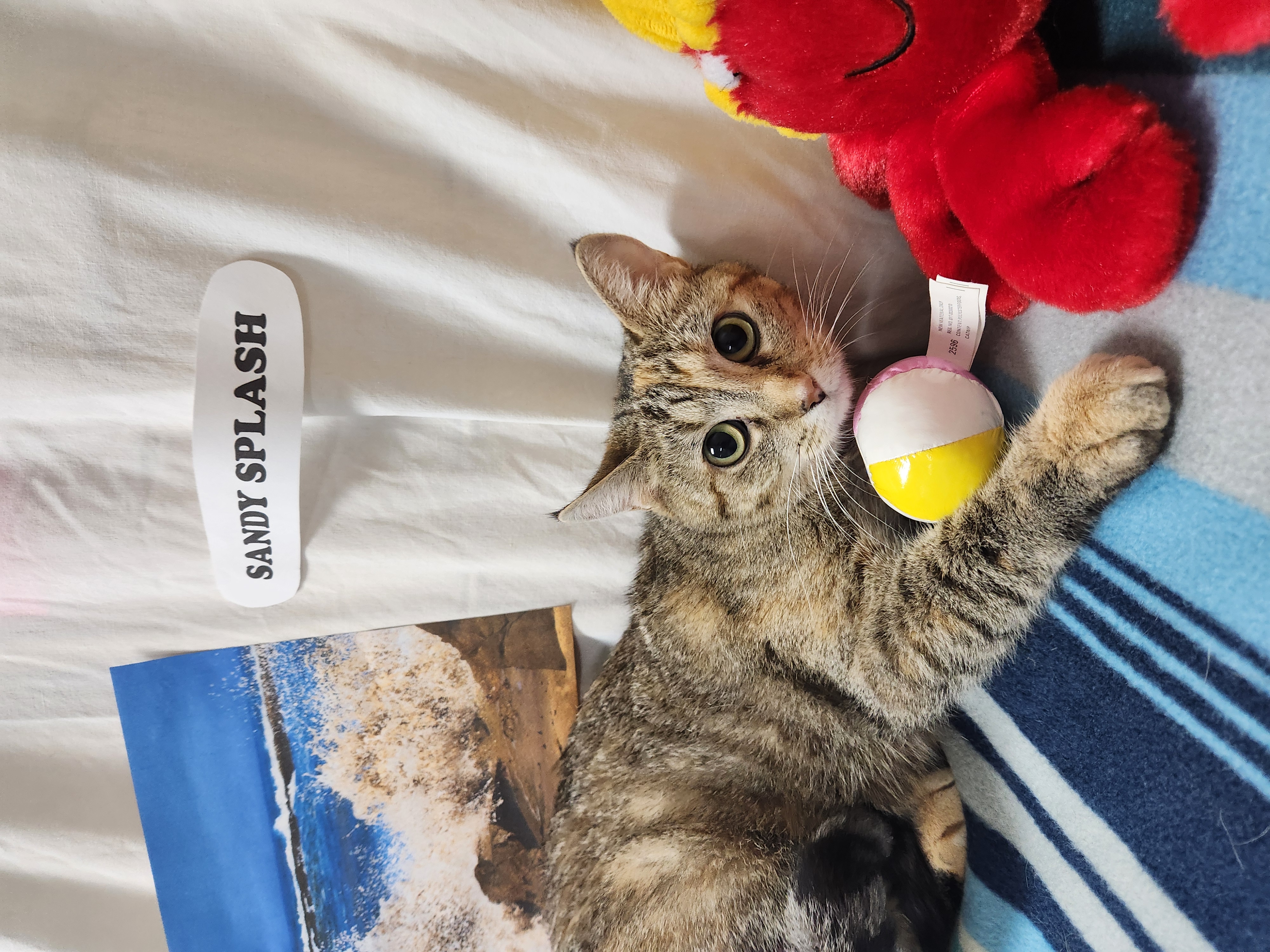 Sandy Splash, a Adoptable Domestic Short Hair in Hawk Point, MO image 3/4