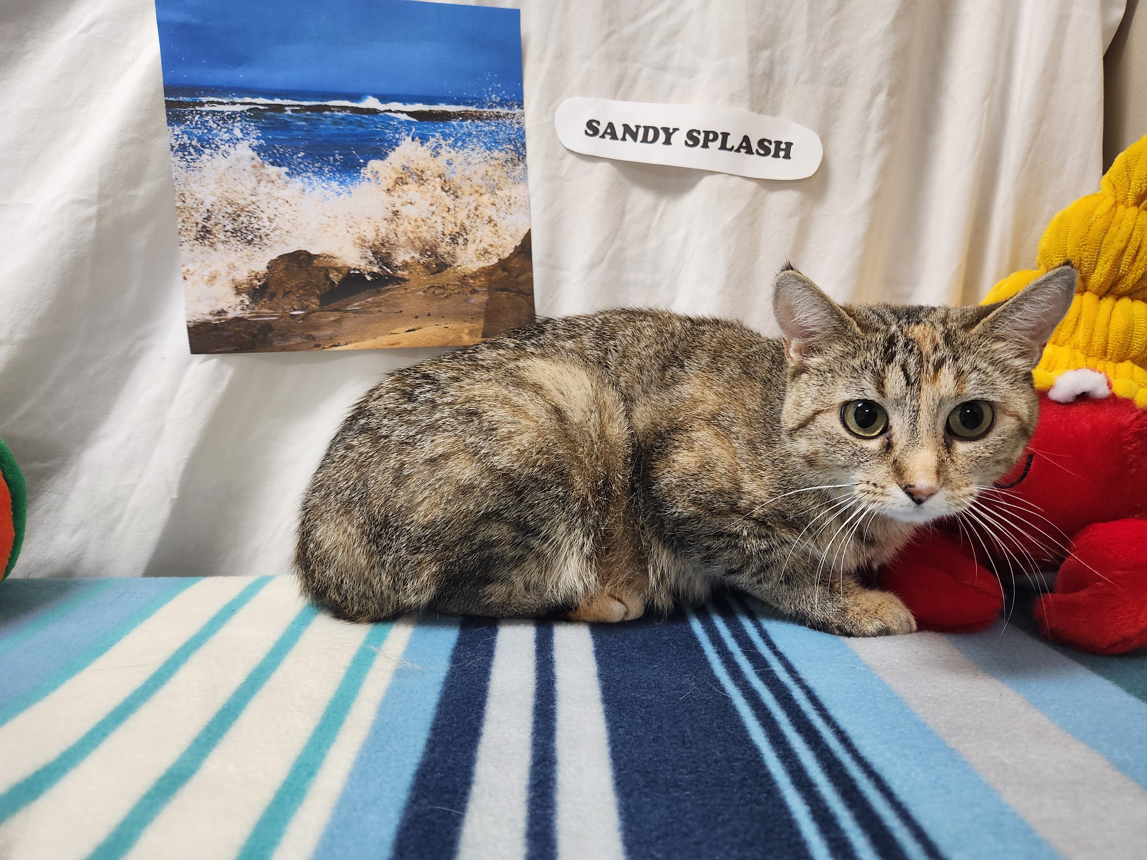 Sandy Splash, a Adoptable Domestic Short Hair in Hawk Point, MO image 4/4