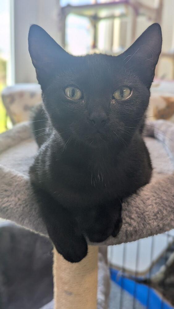 Harley, Adoptable, Kitten Female Domestic Short Hair.