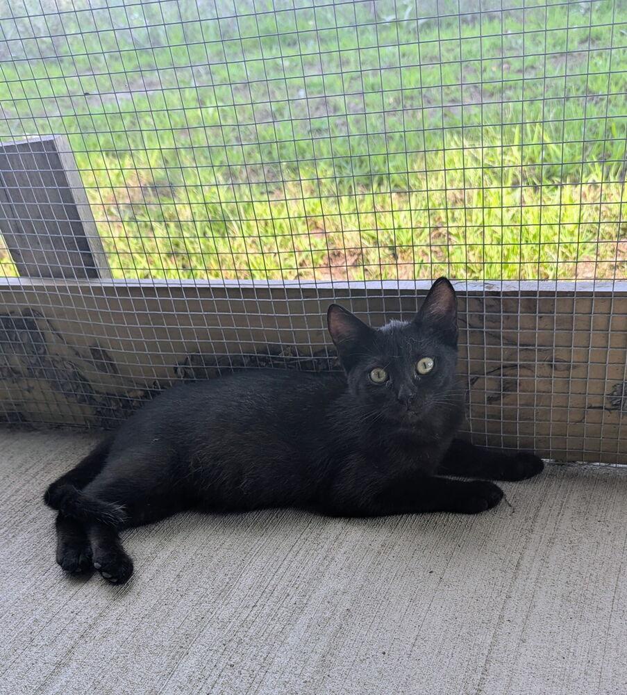 Enlarge Harley, a Adoptable Domestic Short Hair in Sparta, WI image 2/4