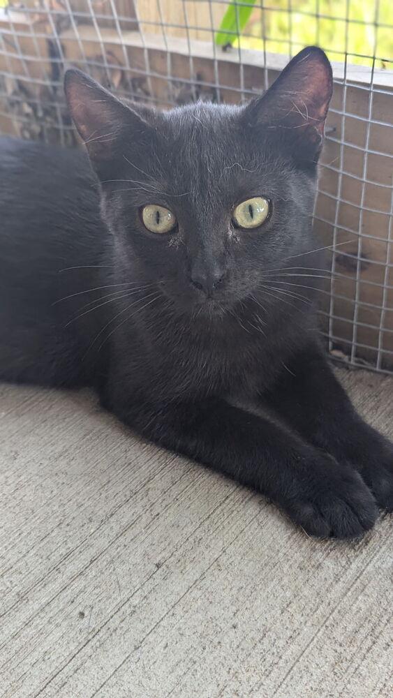 Enlarge Harley, a Adoptable Domestic Short Hair in Sparta, WI image 3/4
