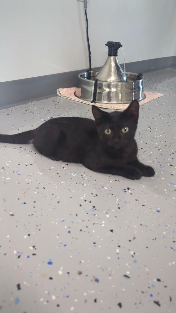 Enlarge Harley, a Adoptable Domestic Short Hair in Sparta, WI image 4/4