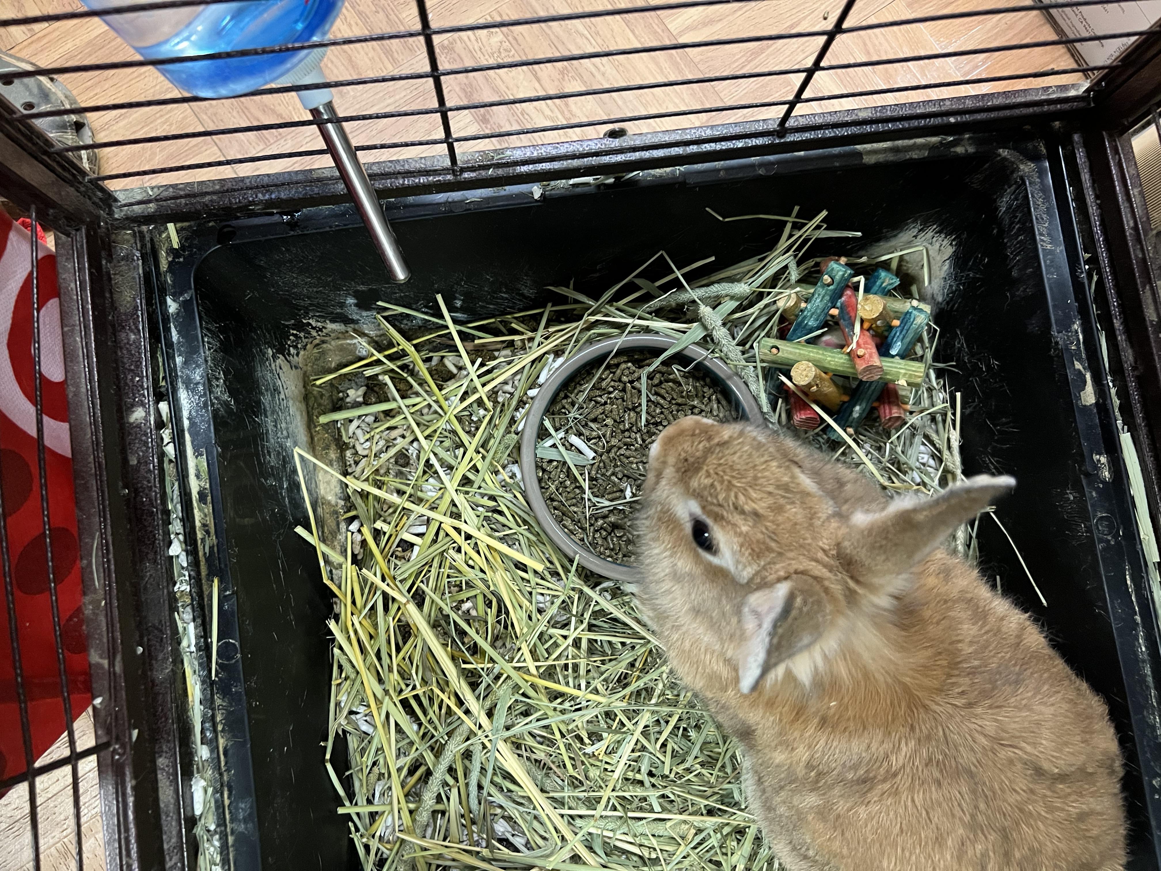 Biscuit, ADOPTABLE, Young Female Lionhead.