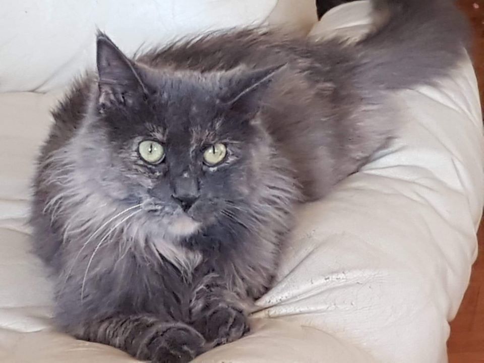 Mila, Adult Female unknown