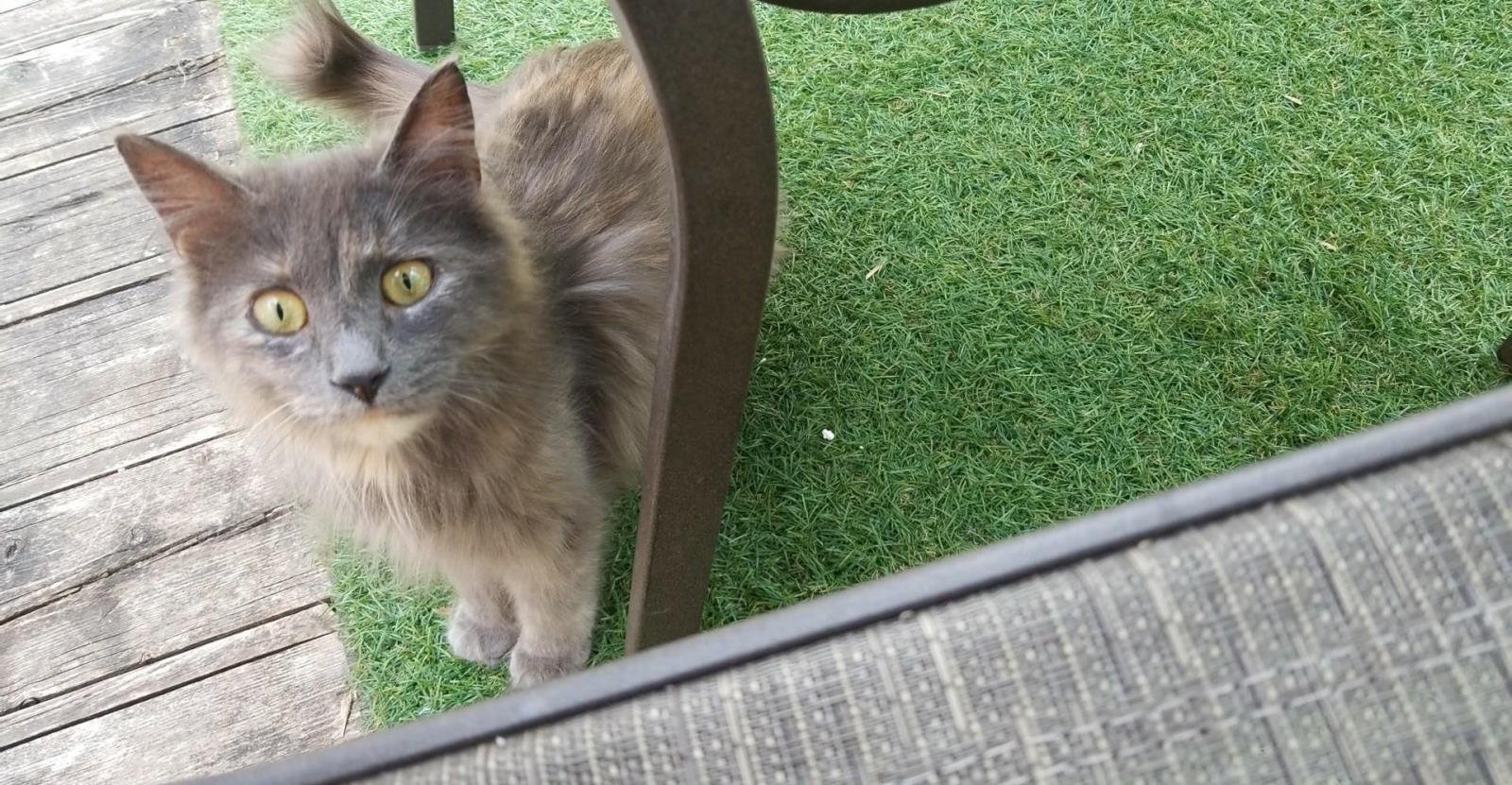 Enlarge Mila, a Adoptable Domestic Long Hair in Mississauga, ON image 2/2