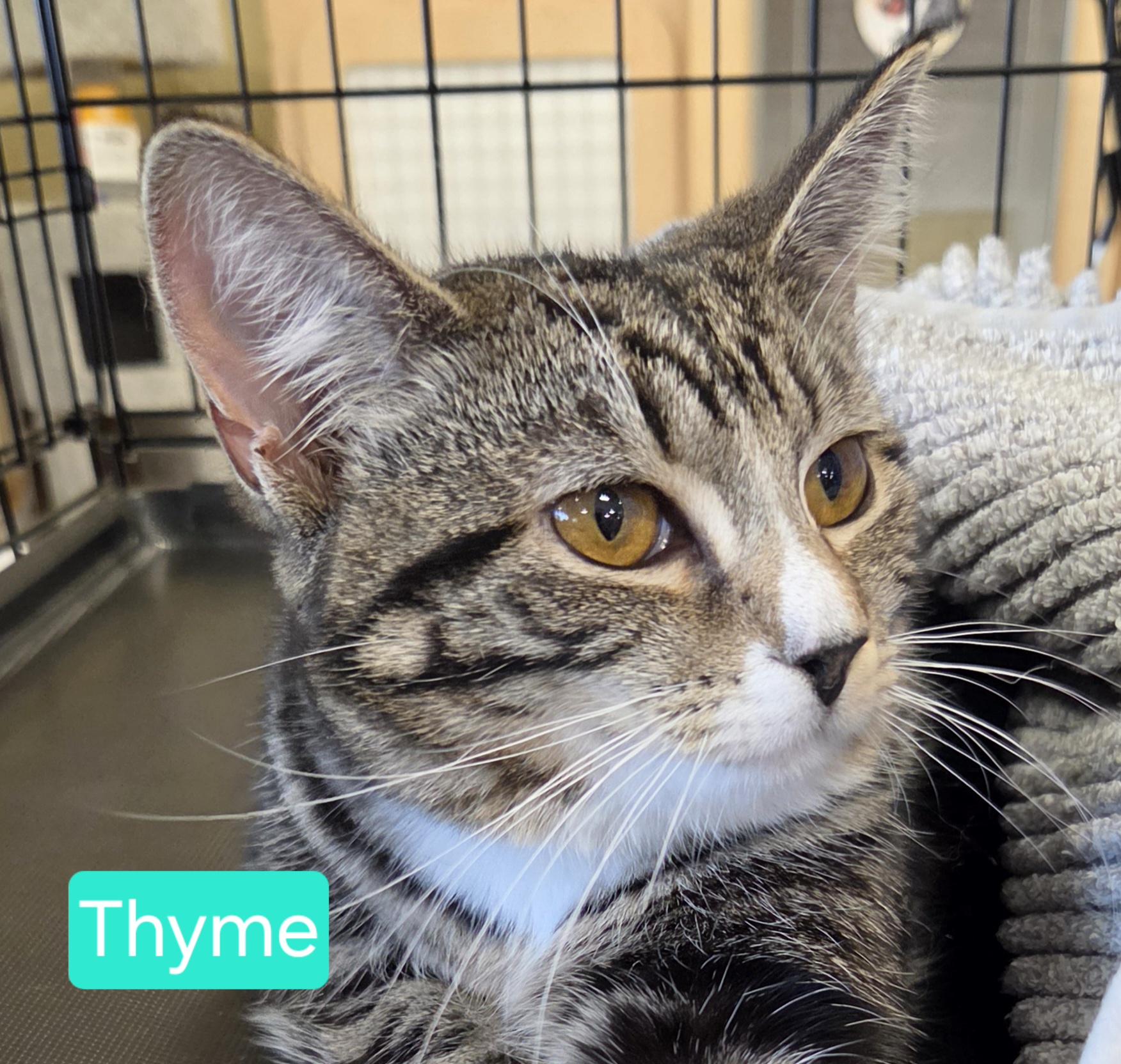 Thyme, ADOPTABLE, Kitten Female Domestic Short Hair.