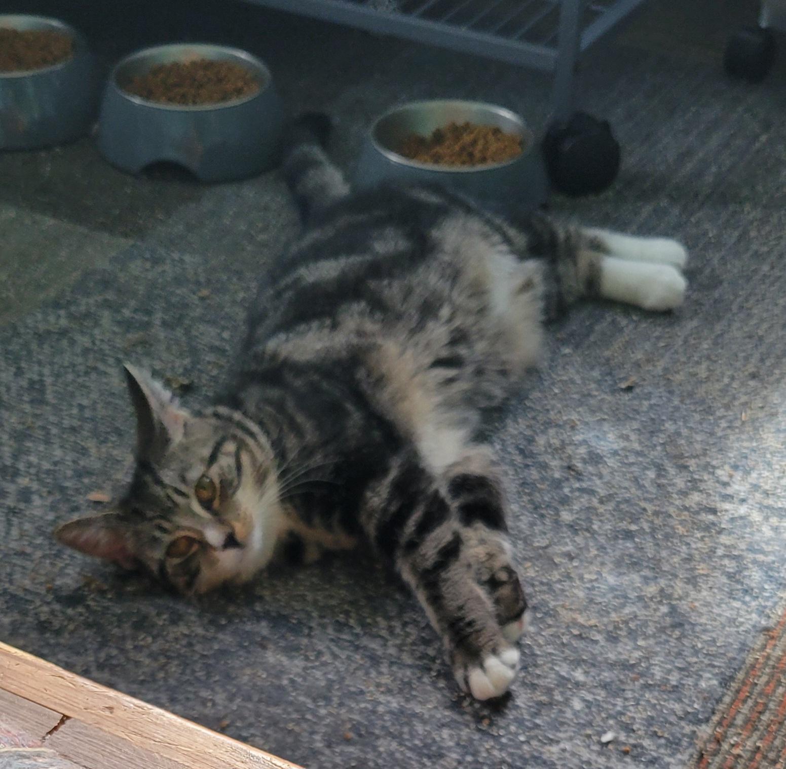 Enlarge Thyme, a ADOPTABLE Domestic Short Hair in Green Brook, NJ image 1/1