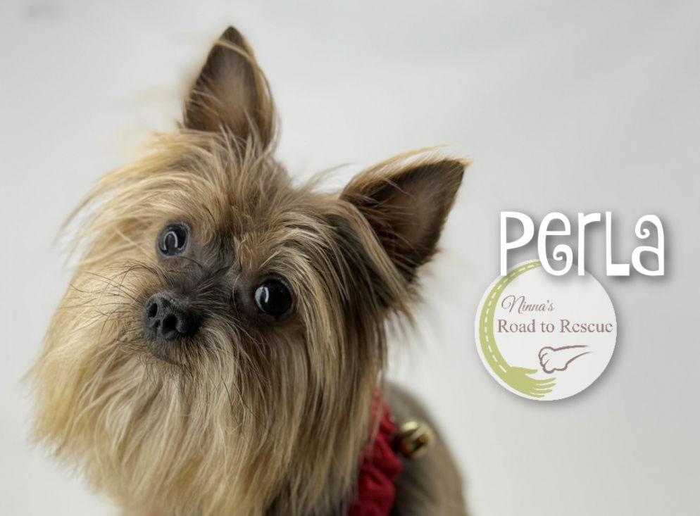 Perla, a Adoptable Yorkshire Terrier in Benton, LA image 1/3