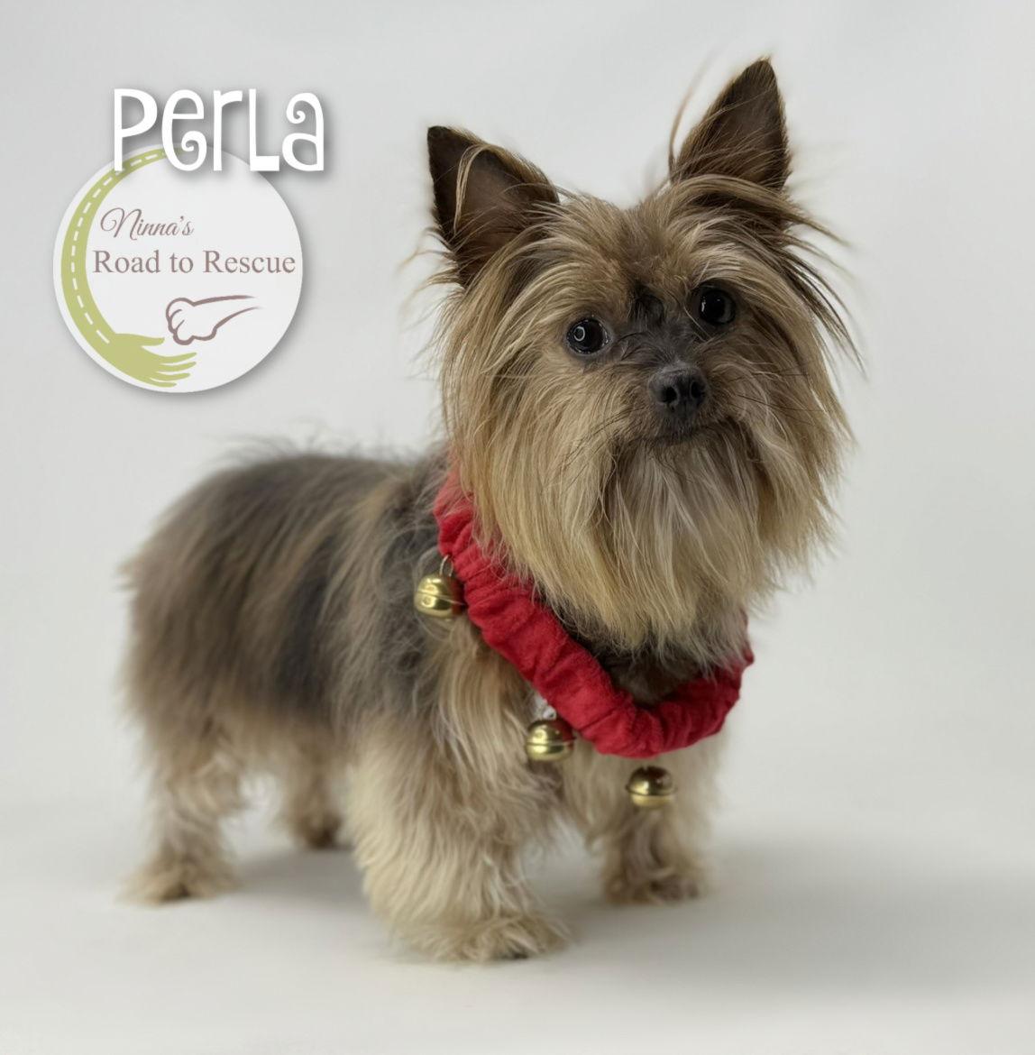 Perla, a Adoptable Yorkshire Terrier in Benton, LA image 2/3