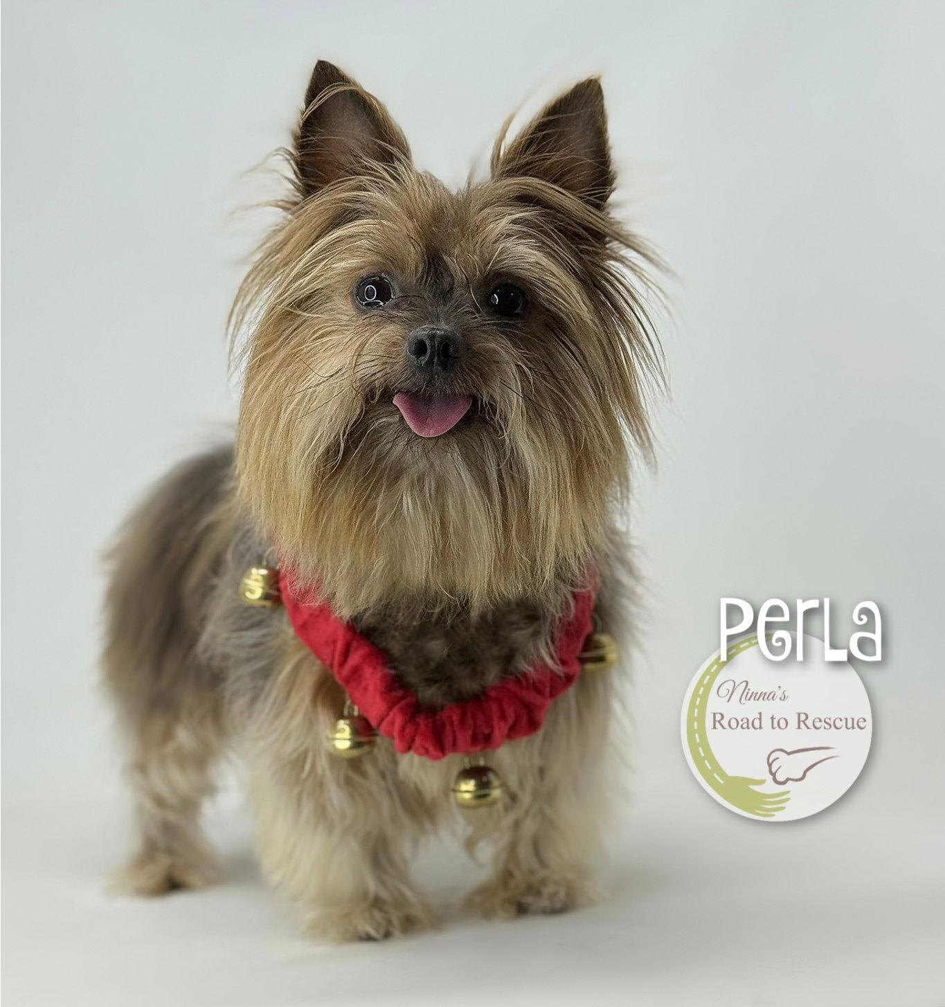 Perla, a Adoptable Yorkshire Terrier in Benton, LA image 3/3