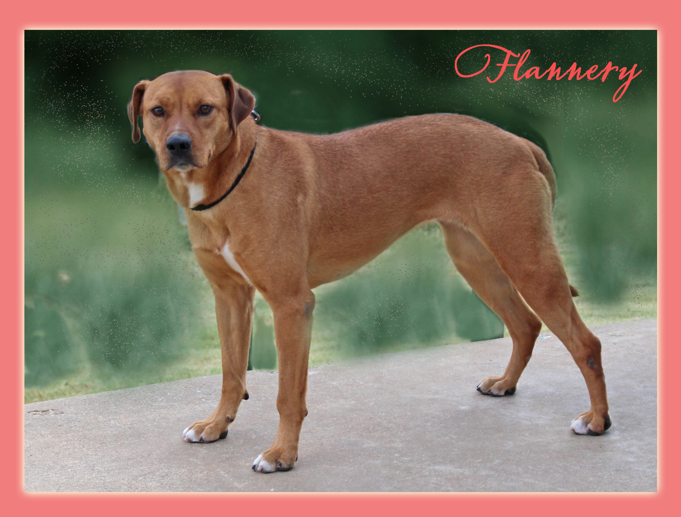 Flannery, Adoptable, Adult Female Labrador Retriever & Blue Lacy.