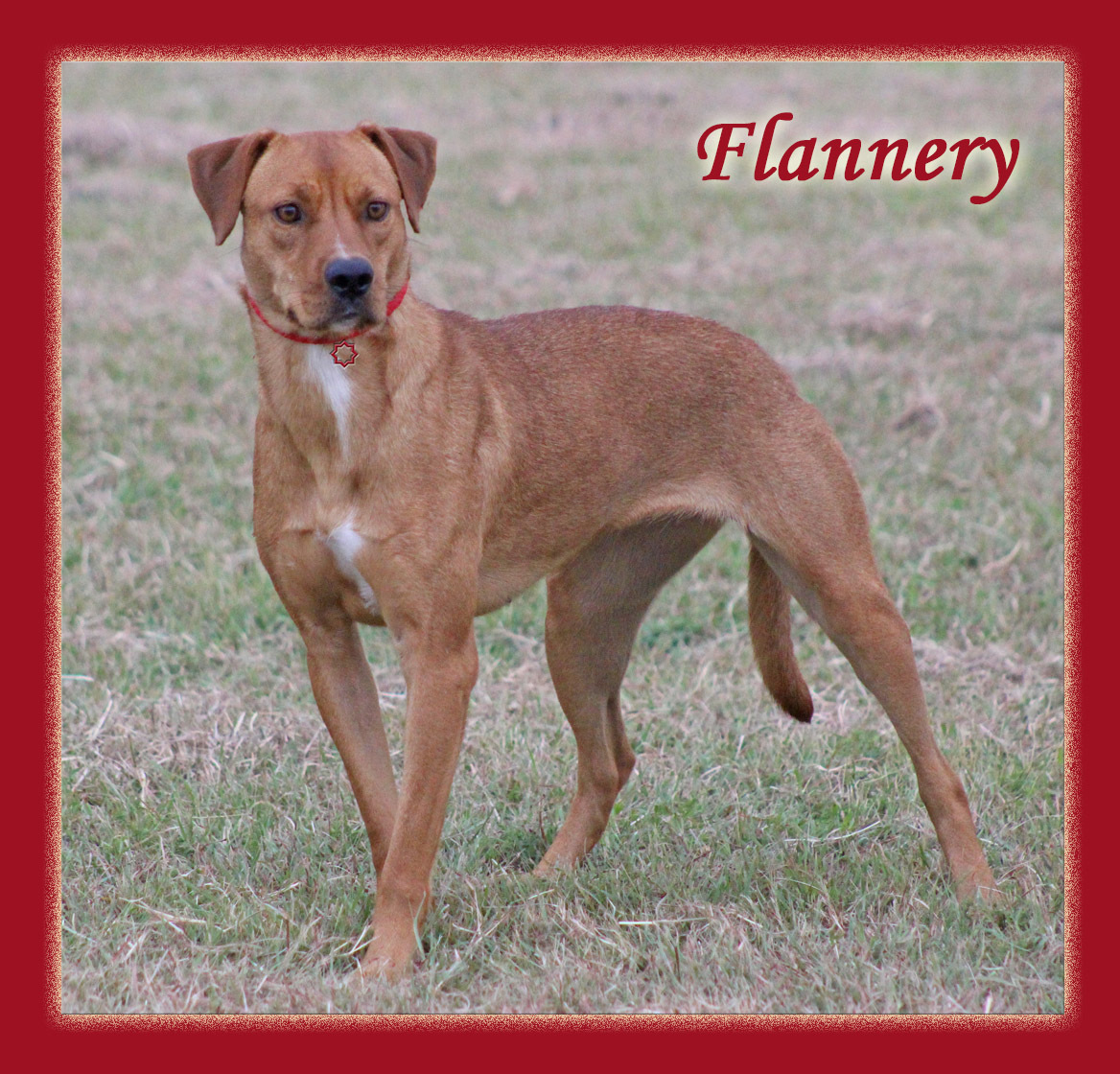 Flannery, a Adoptable mixed breed in Hillsboro, TX image 3/4