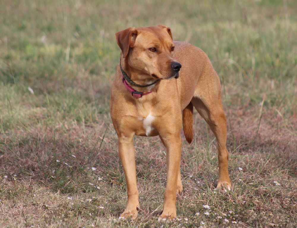 Flannery, a Adoptable mixed breed in Hillsboro, TX image 4/4