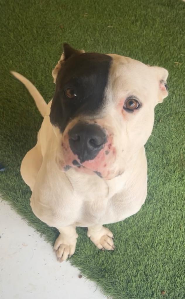 Dax, Adoptable, Adult Male Pit Bull Terrier.