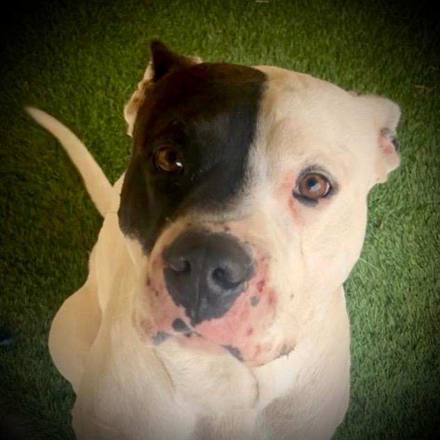 Dax, Adoptable, Adult Male Pit Bull Terrier.