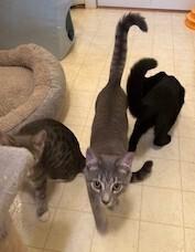 Astrid, a Adoptable Domestic Short Hair in Stafford, VA image 2/3