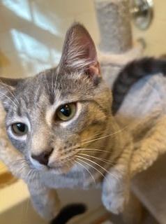 Astrid, a Adoptable Domestic Short Hair in Stafford, VA image 3/3