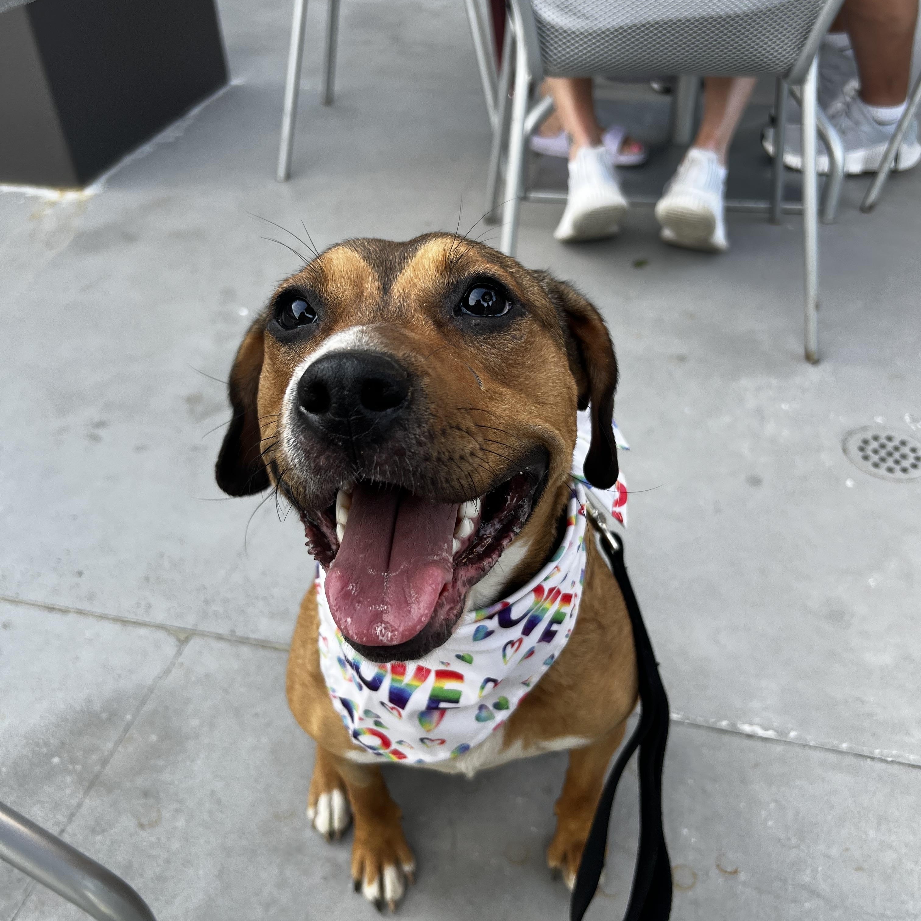 Enlarge Xena , a Adopted mixed breed in Akron, OH image 4/6