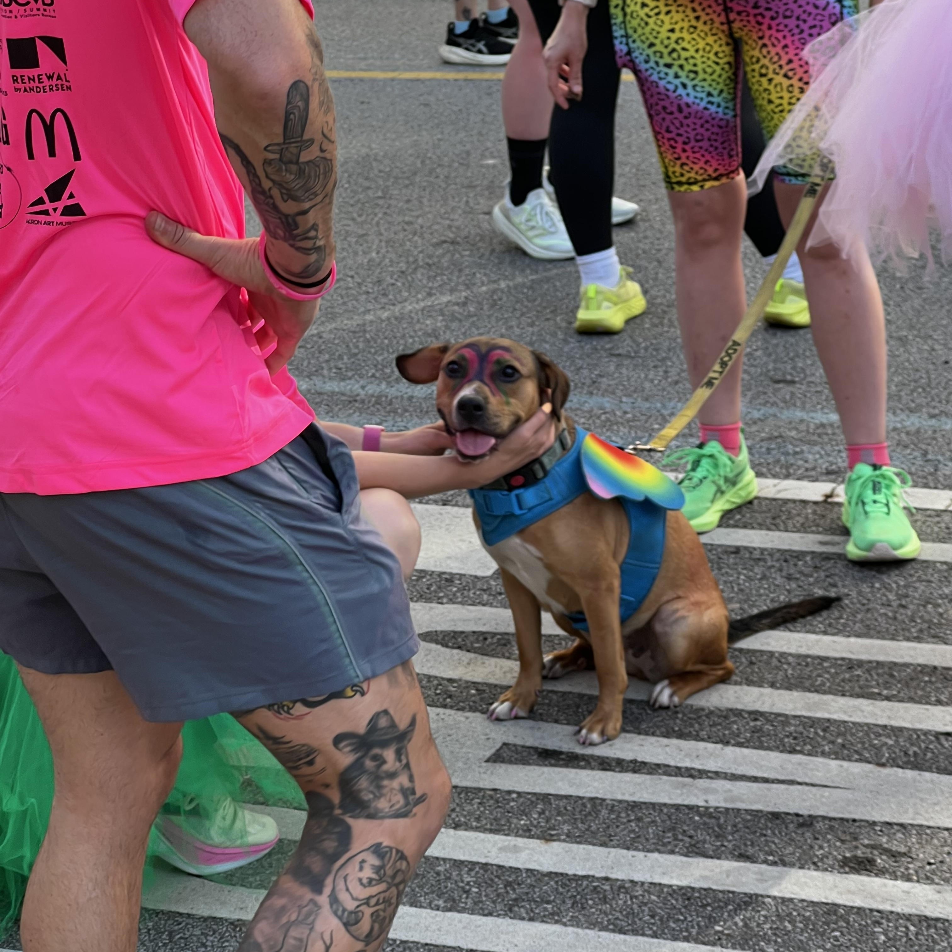 Enlarge Xena , a Adopted mixed breed in Akron, OH image 6/6