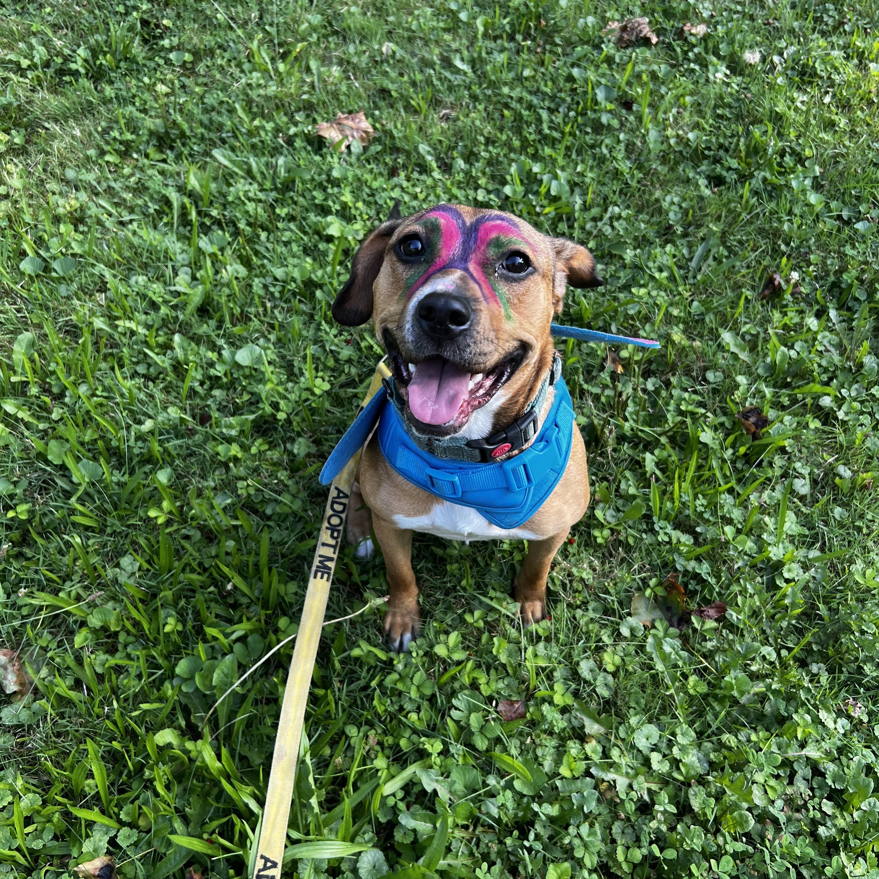 Enlarge Xena , a Adopted mixed breed in Akron, OH image 2/6