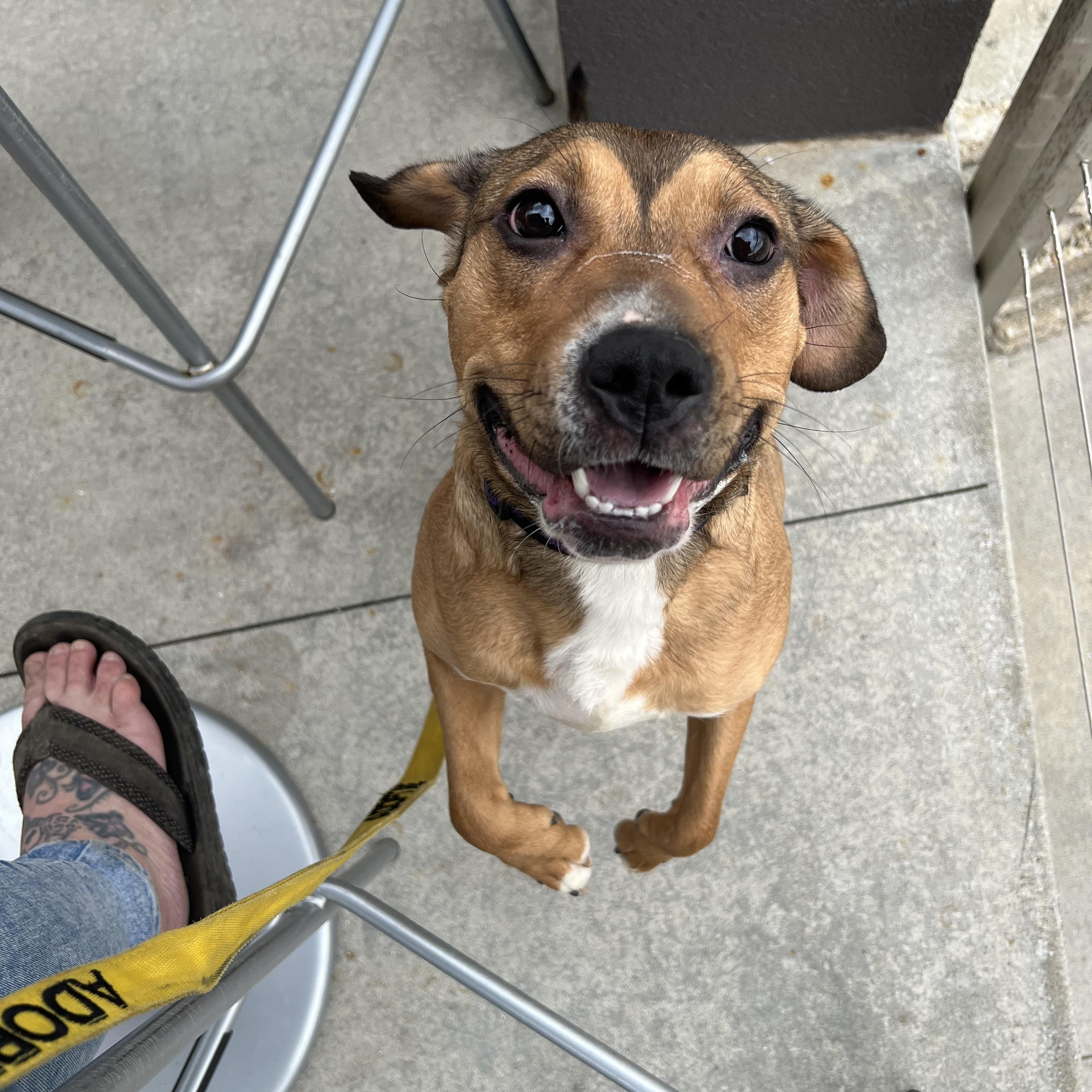Enlarge Xena , a Adopted mixed breed in Akron, OH image 3/6