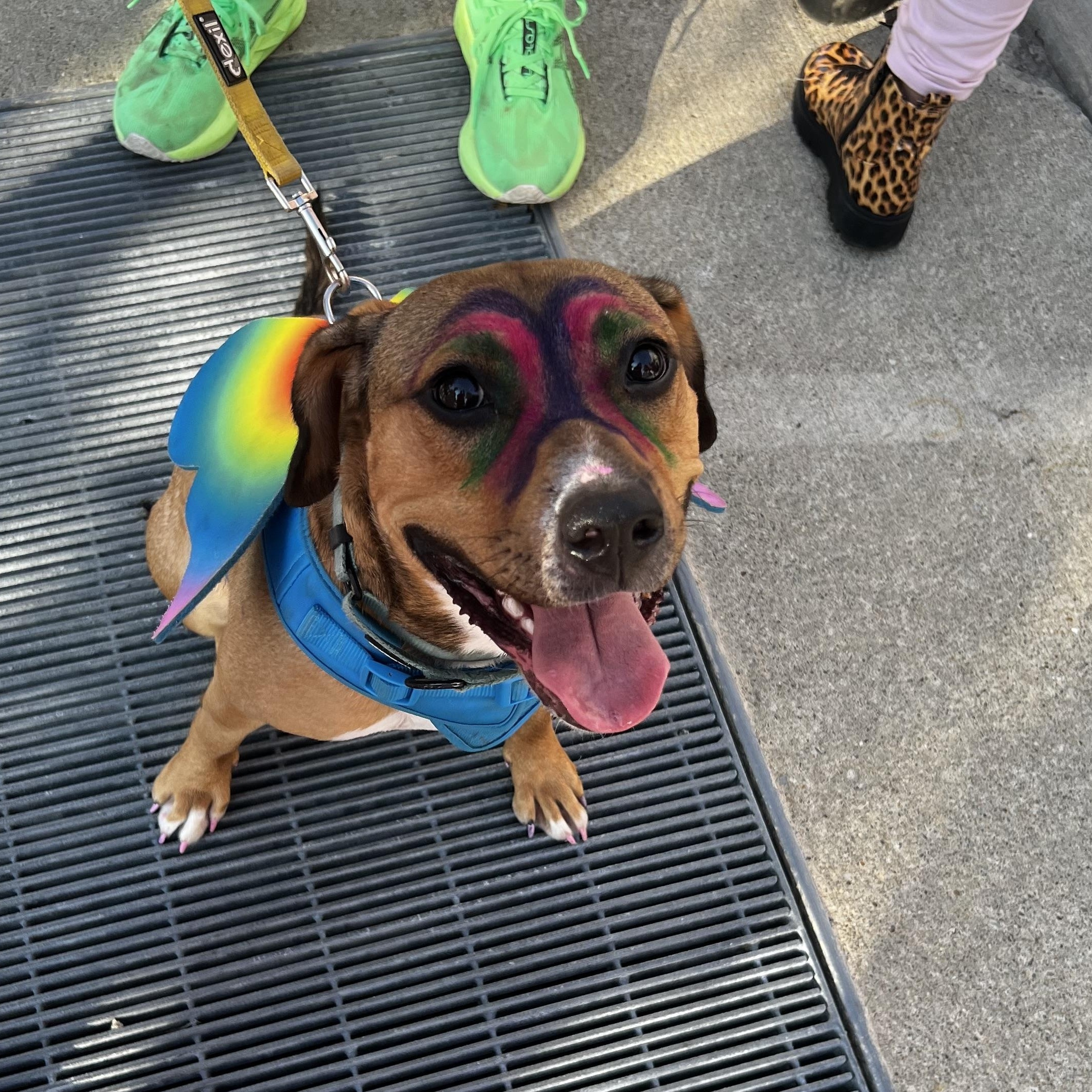 Enlarge Xena , a Adopted mixed breed in Akron, OH image 5/6