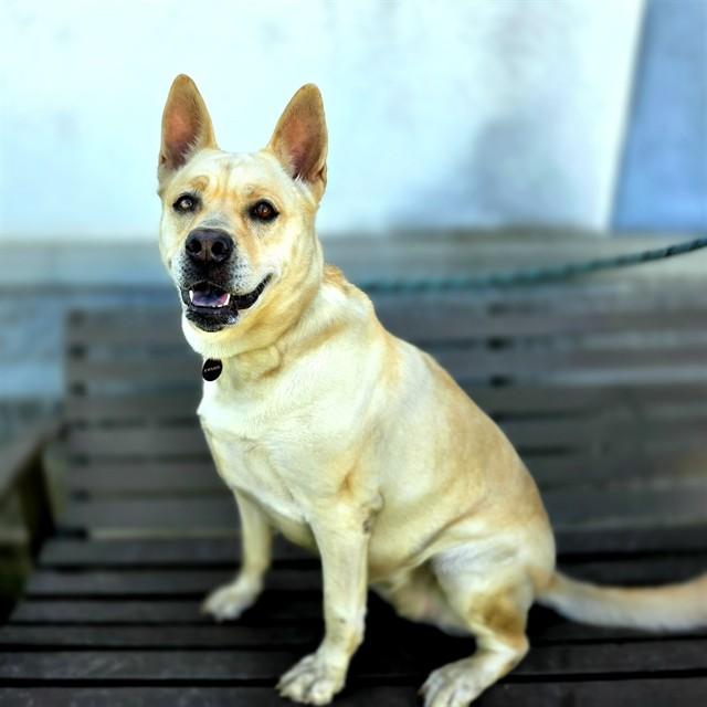 PAISLEY, Adoptable, Adult Female German Shepherd Dog & Mixed Breed.