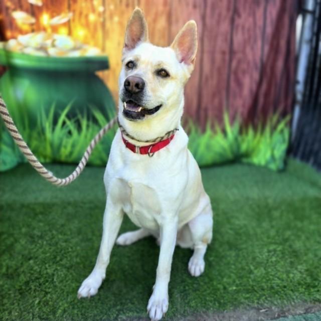 Enlarge PAISLEY, a Adoptable mixed breed in Long Beach, CA image 1/1