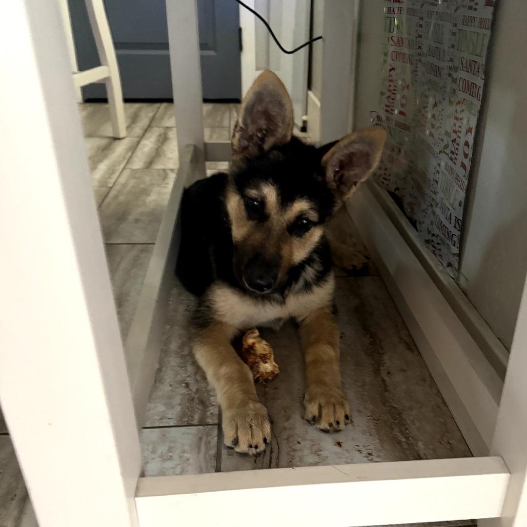 Lilly, Adoptable, Puppy Female German Shepherd Dog.
