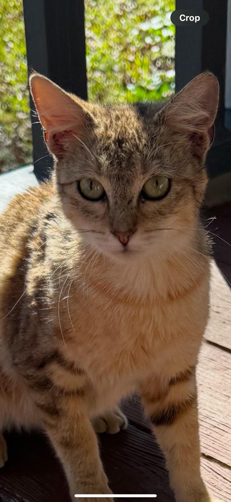 Star, Adoptable, Adult Female Tabby.