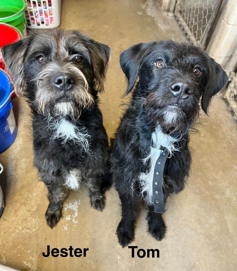 Jester, Adoptable, Young Male Labrador Retriever & Poodle.