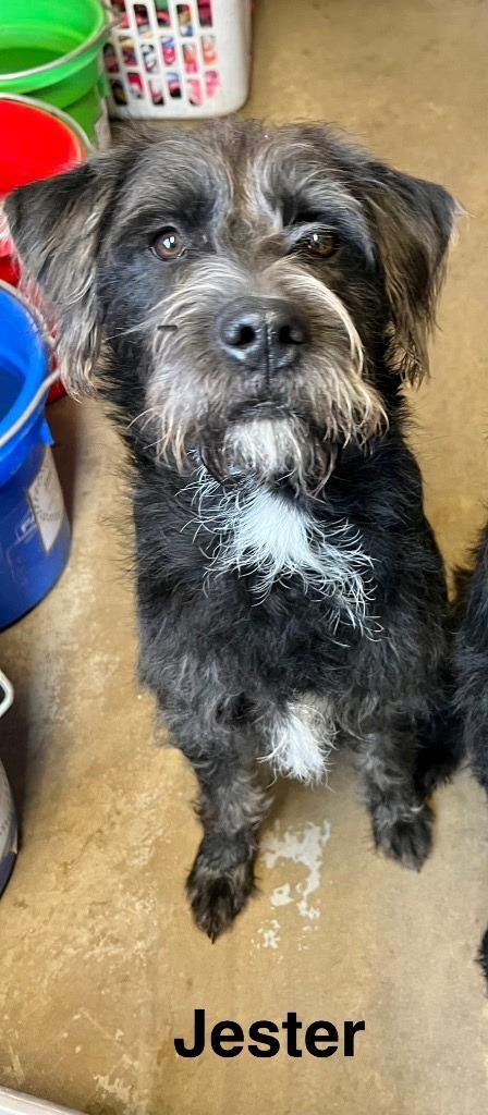 Enlarge Jester, a Adoptable mixed breed in Saint James, MN image 2/3